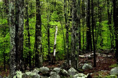 stone wall and spring trees