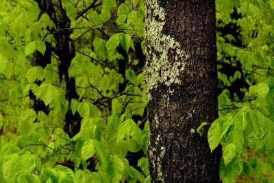 Tree Lichen and Leaves