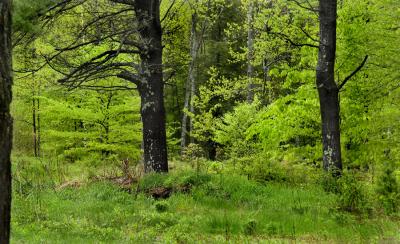 Trees on Edge of Field