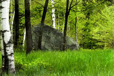 Woods Rock