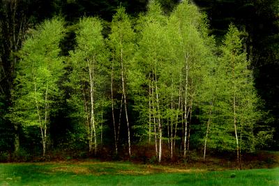 Birch Stand