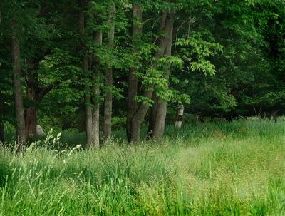 New Forest Grass