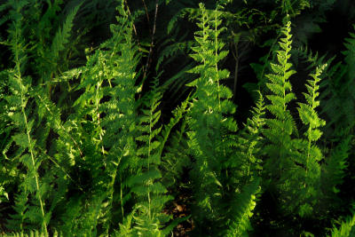  Ferns 1