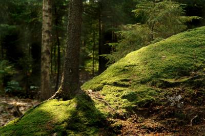 Tree and Moss