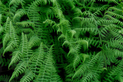 Ferns 2