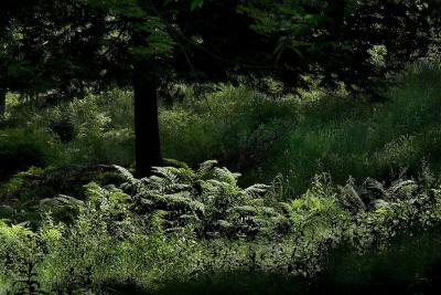 Sun lit Ferns