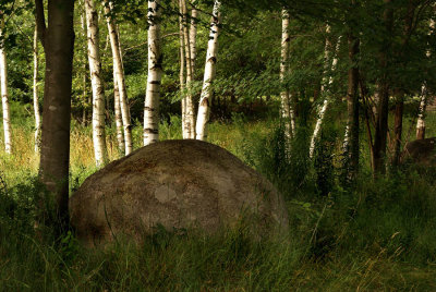 Rock in Birch Field