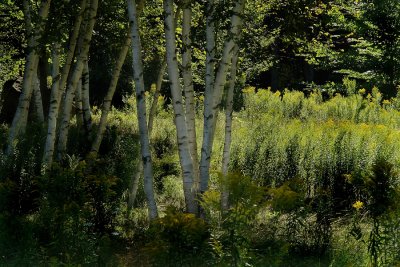 Birches and Goldenrod