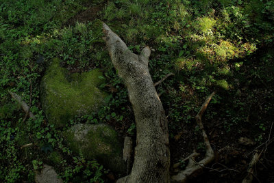 Root and Rock