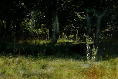 Filtered Light