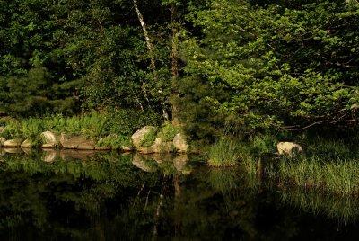 Back Pond