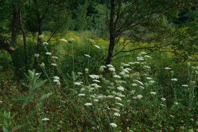 Milk Weed and Queen Anne's Lace