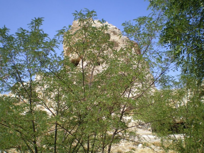 CONVAR239.jpg