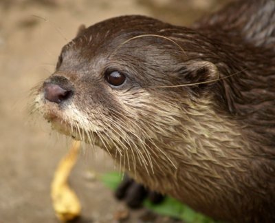 Kleine otter