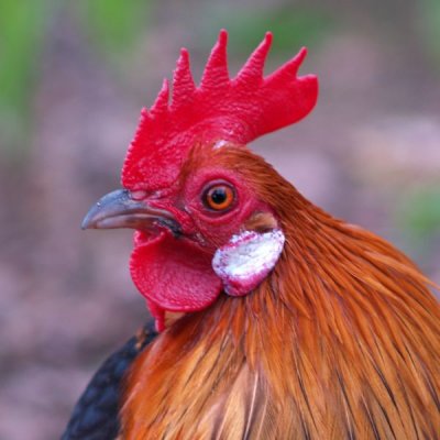 Hollandse krielhaan