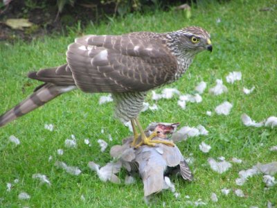 Sperwer (in onze tuin)