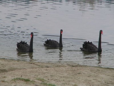 Zwarte zwanen