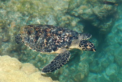 Tartaruga de pente2