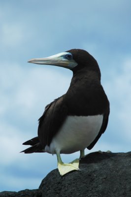 Praia Atalaia3