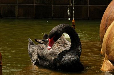 Cisne negro