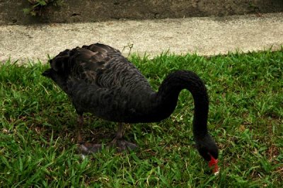 Cisne negro2