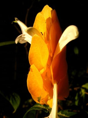 Amarela