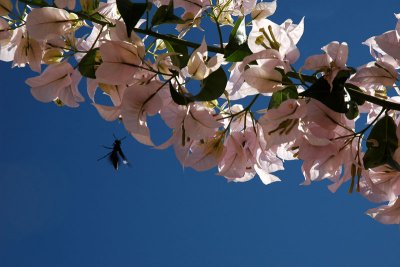 Bouganville rosa