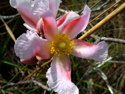 Flor 1