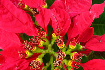Flor 2