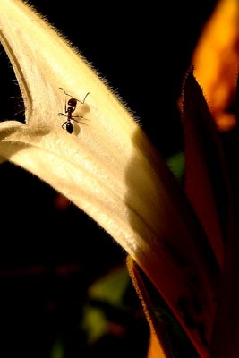 Flor 3