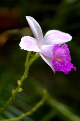 Orquidea1