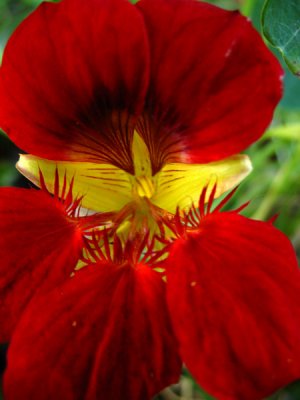 Flor 5