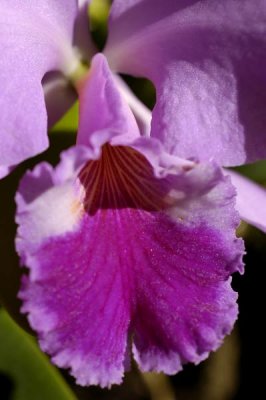 Orquidea2