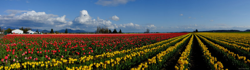 Panorama of Tulips