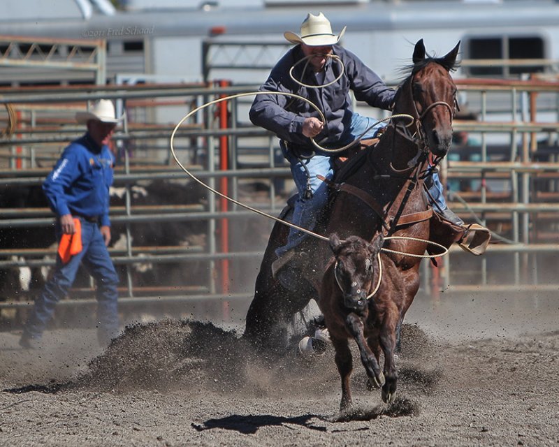 Tie-down Roping 2