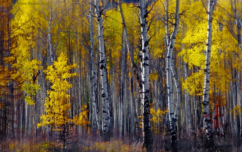 Golden Aspens