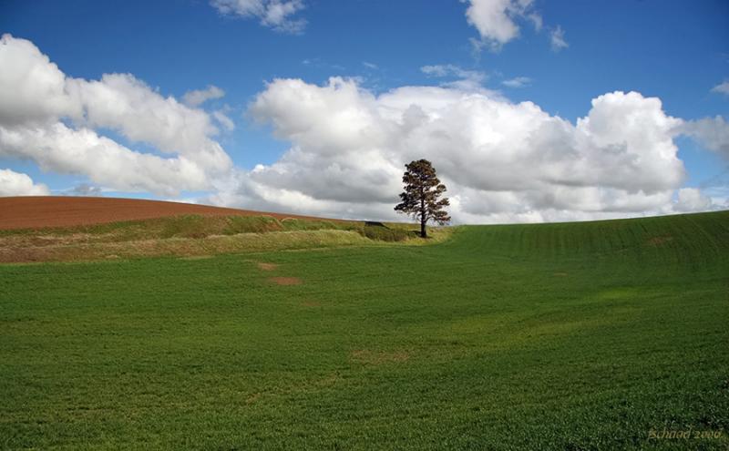 Alone in the Palouse