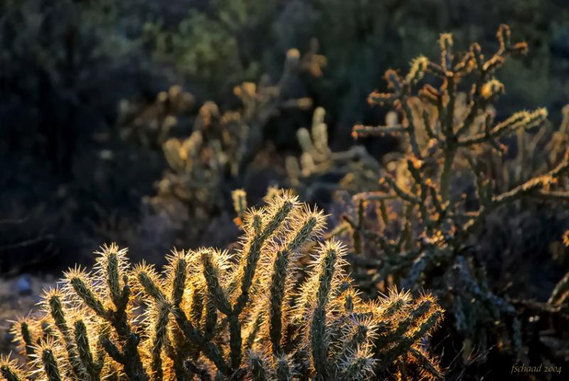 Antelope Cactus