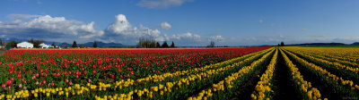 Panorama of Tulips