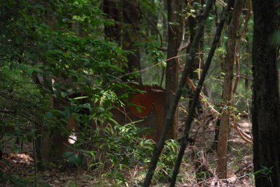 Remaining remnant of a prohibition-era moonshine still deep in the swamp
