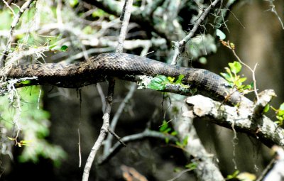 Large (and harmless we were told) brown water snake