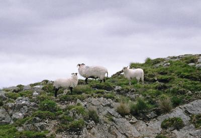 Sheep roaming everywhere
