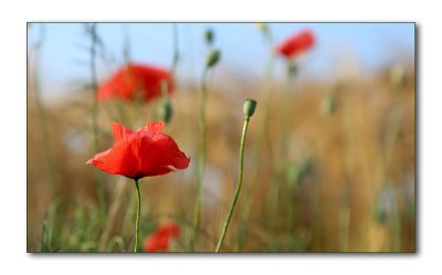 Coquelicots