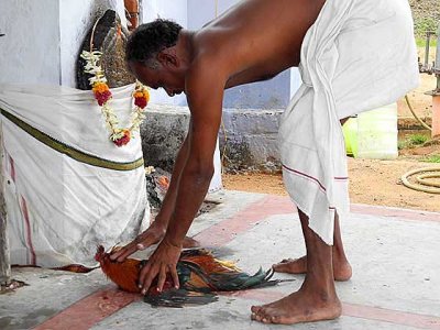 If the cock keeps lying for some time (it does), God Sudalai will cure the illness of a client. Tirunelveli District, Tamil Nadu