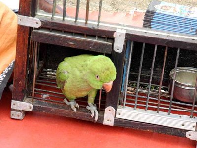  At a fortune teller in Nagercoil, Tamil Nadu. The parrot and its cage.