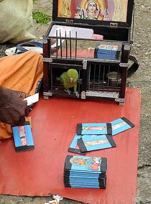 At a fortune teller in Nagercoil, Tamil Nadu. The parrot has picked three cards.