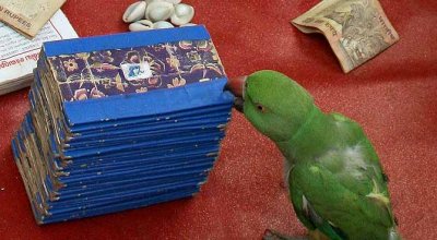 Fortune teller in Nagercoil, Tamil Nadu. The parrot picks three cards out of a pile.
