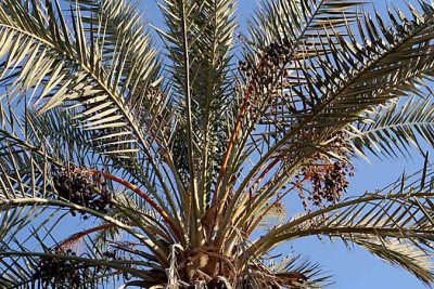 Date palm in Siwa