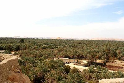 250000 date palms in Siwa