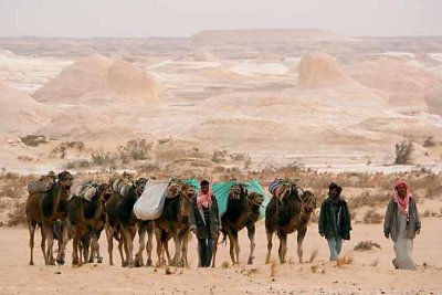 Camels in the White Desert
